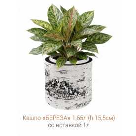 Кашпо-пень "БЕРЕЗА" низкое со вставкой, объем 1.65 л (высота 15.5 см)